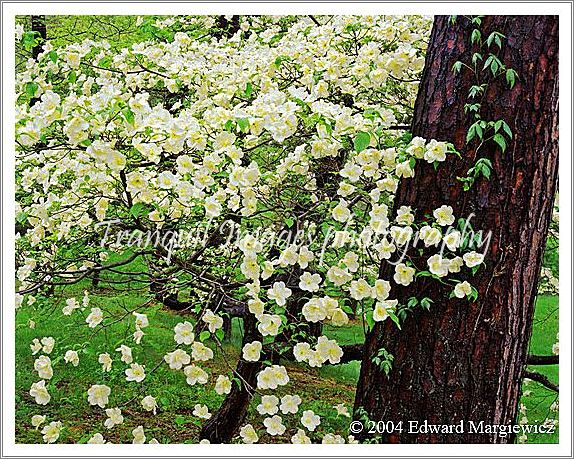 450396   White dogwood blossoms in Bernheim Aboretum, Kentucky 